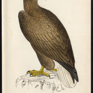 Sea Eagle Erne White Tailed Haliaeetus Albicilla Morris 1850