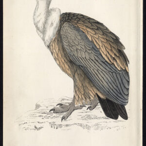 Griffon Gier Gyps Fulvus Roofvogel Morris 1850
