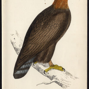 Gouden Adelaar Aquila Chrysaetos Roofvogel Morris 1850