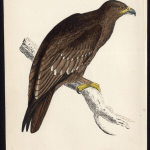 Groter Gespotte Adelaar Clanga Clanga Roofvogel Morris 1850