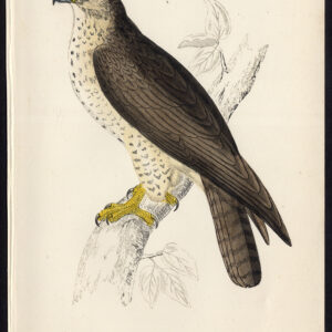 Gewone Buzzard Buteo Buteo Roofvogel Morris 1850