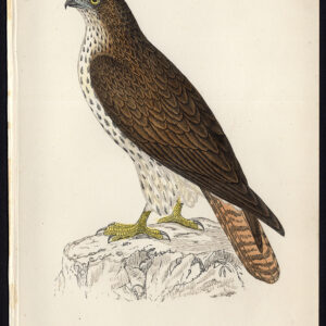 Europese Honingbuzzard Pernis Apivorus Roofvogel Morris 1850