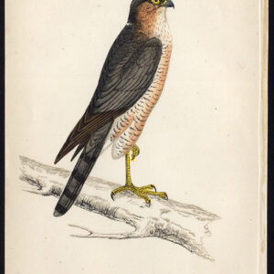 Noordelijke Sparrowhawk EuraziëAan Accipiter Nisus Morris 1850