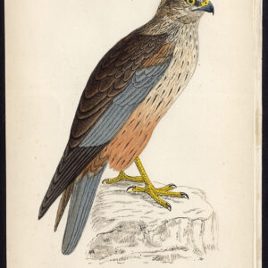 Western Marsh Harrier Circus Aeruginosus Roofvogel Morris 1850