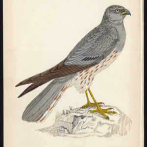 Montagu'S Harrier Circus Pygargus Roofvogel Morris 1850