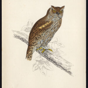Europese Scops Uil Otus Scops Roofvogel Morris 1850