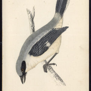 Grote Grijze Shrike Northern Lanius Excubitor Morris 1850