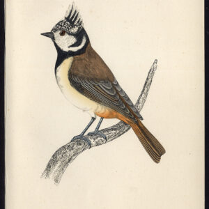 Europese Kuifmees Lophophanes Cristatus Parus Morris 1850