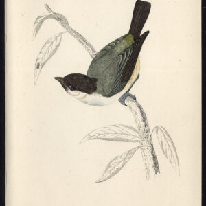 Marsh Tit Poecile Palustris Morris 1850
