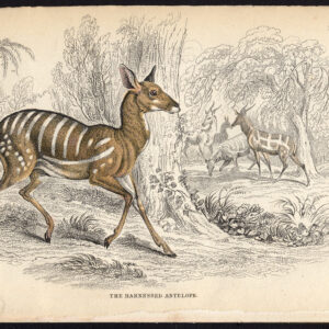 Antieke prent-BUSHBUCK-ANTELOPE-Jardine-Lizars-1836