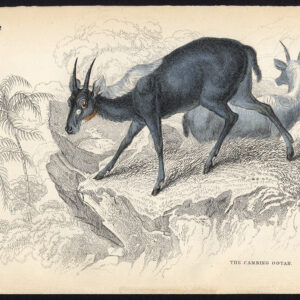 Antieke prent-CAMBING OOTAN-Jardine-Lizars-1836