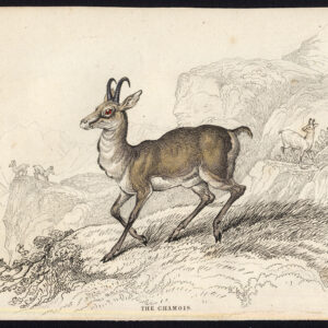 Antieke prent-CHAMOIS-RUPICAPRA RUPICAPRA-Jardine-Lizars-1836