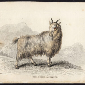 Antieke prent-ROCKY MOUNTAIN GOAT-OREAMNOS AMERICANUS-Jardine-Lizars-1836