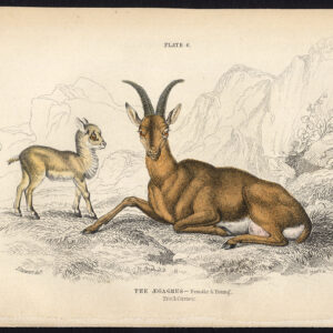 Antieke prent-WILD GOAT-CAPRA AEGAGRUS-VROUW-JONG-Jardine-Lizars-1836
