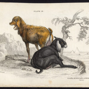 Antieke prent-BOVEN EGYPTE-NEPAL-GEIT-Jardine-Lizars-1836