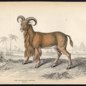 Antieke prent-BARBARY SHEEP-AMMOTRAGUS LERVIA-AOUDAD-Jardine-Lizars-1836