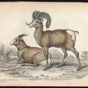 Antieke prent-BIGHORN-SCHAPEN-OVIS CANADENSIS-Jardine-Lizars-1836