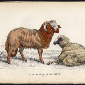 Antieke prent-BARBARY RAS-WILD SCHAPEN-Jardine-Lizars-1836