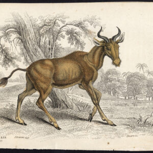 Antieke prent-BINNENLANDSE AZIATISCHE WATERBUFFEL-BUBALUS BUBALIS-Jardine-Lizars-1836