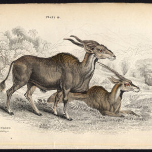 Antieke prent-GEMEENSCHAPPELIJKE ELAND-ANTELOPE-TAUROTRAGUS ORYX-Jardine-Lizars-1836
