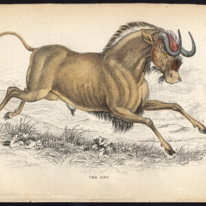 Antieke prent-GNU-WILDEBEEST-ANTELOPE-Jardine-Lizars-1836