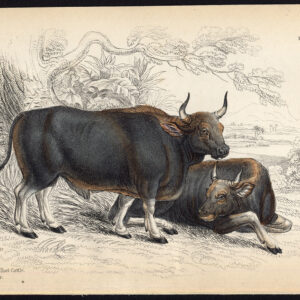 Antieke prent-GAYAL-BOS FRONTALIS-MITHUN-Jardine-Lizars-1836