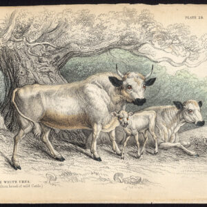 Antieke prent-URUS-CATTLE-HAMILTON-WILD RAS-Jardine-Lizars-1836