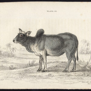 Antieke prent-ZEBU-BOS PRIMIGENIUS-TAURUS INDICUS-CATTLE-Jardine-Lizars-1836