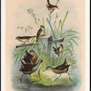 Antieke prent-VIRGINIA RAIL-MARSH WREN-SONG SPARROW-Jasper-1878