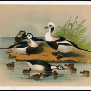 Long Tailed Eend Jaspis 1878