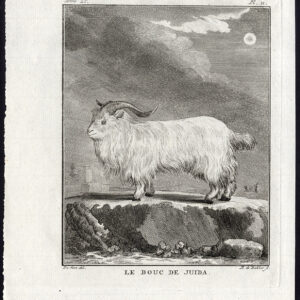 Antieke prent-GEIT-BOUC DE JUIDA-Buffon-De Seve-De Bakker-1760