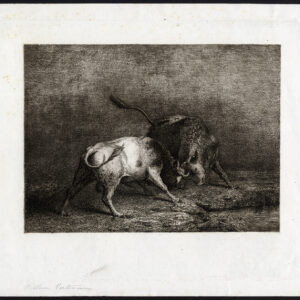 Antieke Meesterdruk - VECHTENDE STIEREN - Vertommen - 1850