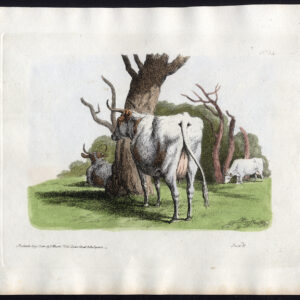 Antieke Master Print-KOEIEN-PLAAT 24-Howitt-1801