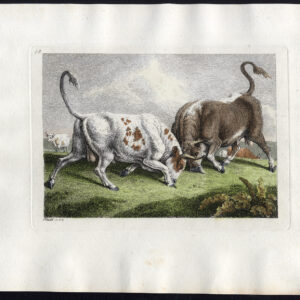 Antieke Master Print-FIGHTING BULLS-PLAAT 38-Howitt-1801