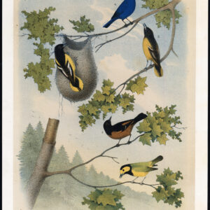 Baltimore Oriole Orchard Indigo Bluebird Flycatcher Jasper 1878