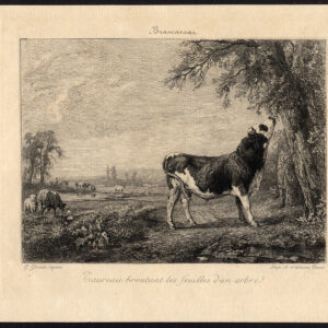 Antieke prent-STIEREN-WIDE-BOOM-KOEIEN-LANDSCHAP-Greux-Brascassat-1875