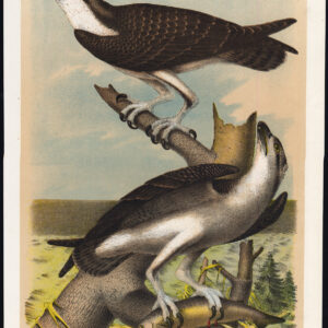 Roofvogel Fish Hawk Jaspis 1878