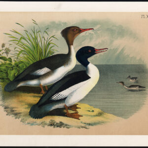 Gewone Merganser Goosander Duck Jaspis 1878