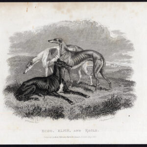 Antieke prent-GREYHOUND-DOG-WHIPPET-ECHO-ELFIN-EAGLE-Engleheart-Laporte-1835