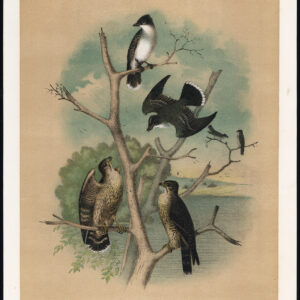 Kingbird Duif Hawk Tyrant Flycatcher Jaspis 1878