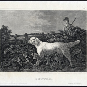 Antieke prent-SETTER-JACHTHOND-HUNTER-GEWEER-Daumerlang-1850
