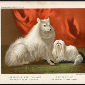 Antieke prent-POMERIANIAN DOG-MALTESE-CHARLEY-HUGH-Cassel-1880