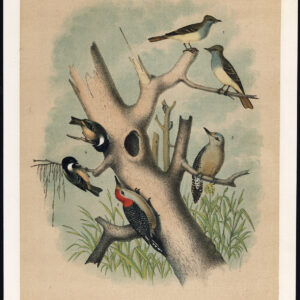Grote Kuif Flycatcher Red Bellied Specker Jaspis 1878