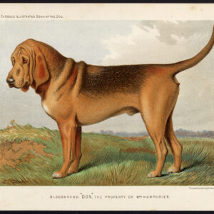 Antieke prent-HONDENrassen-BLOEDHOND-DON-Cassel-Barber-1880