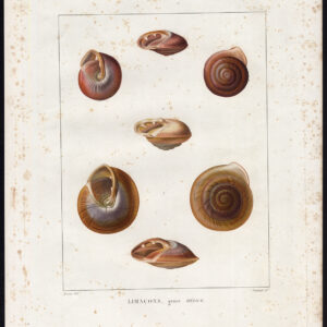 Antieke prent-WEEKSCHELPSCHELPEN-WEEKDIEREN-SLAK-I-LIMACON-HELICE-Coutant-Bessa-1820