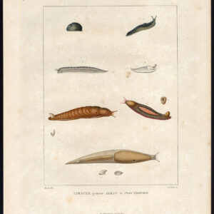 Antieke prent-SLAK SPECIES-LIMACES-PLECTROFORE-III-Coutant-Huet-1820