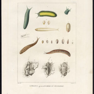 Antieke prent-SLAK SPECIES-LIMACES-TESTACELLA-SHELL-IV-Coutant-Huet-1820