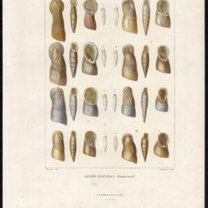 Antieke prent-LAND SLAK SPECIES-GASTROPOD WEEKDIEREN-Bourgeois-Riocreux-1820