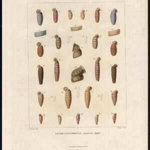 Antieke prent-LAND SLAK-CYLINDRELLA-GASTROPOD WEEKDIEREN-Clerge-Riocreux-1820