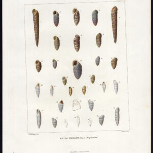 Antieke prent-MARINE GASTROPODE WEEFSEL-SEA SHELL-Clerge-Lackerbauer-1820